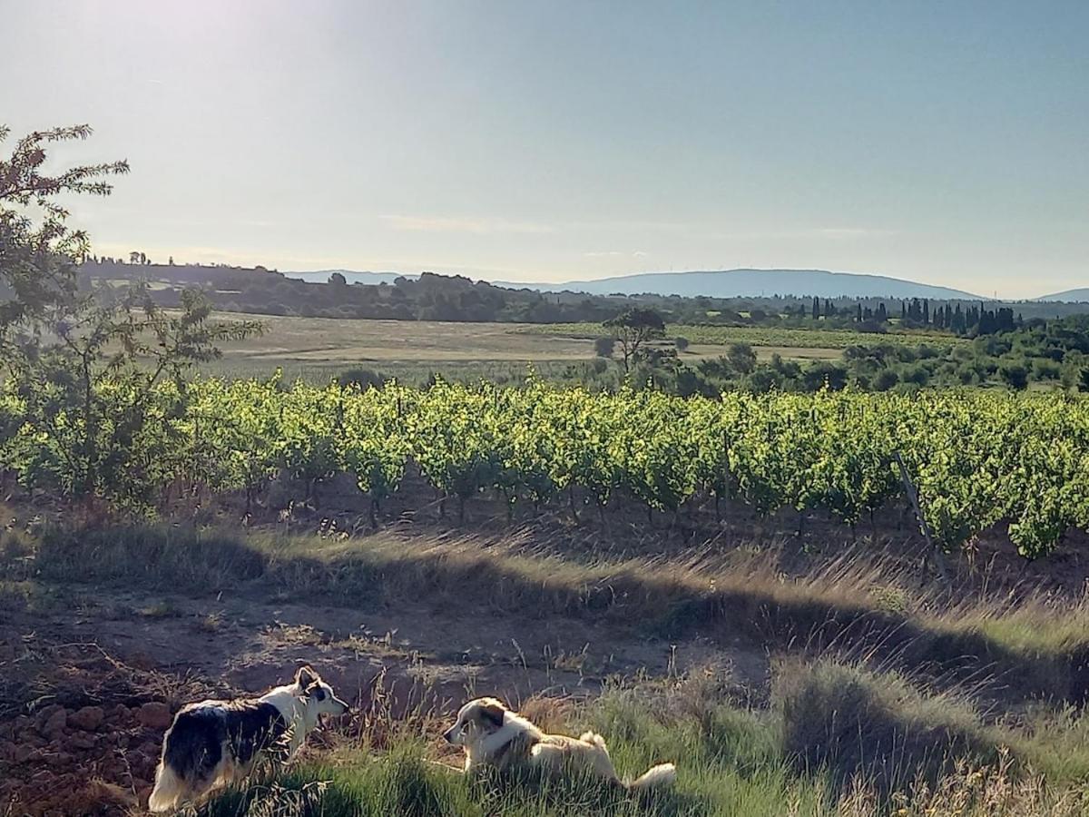 Вілла Domaine Saint Augustin Rieux-Minervois Екстер'єр фото