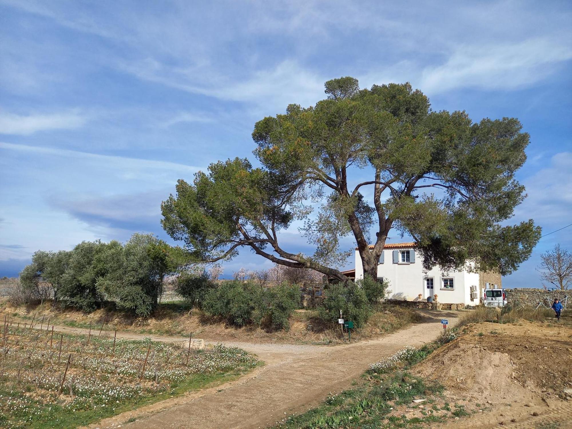 Вілла Domaine Saint Augustin Rieux-Minervois Екстер'єр фото